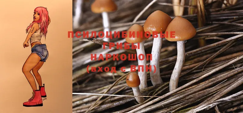 Псилоцибиновые грибы MAGIC MUSHROOMS  Змеиногорск 